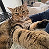 animal, blanket, cat, couch, cozy, cute, domestic_cat, fur, furniture, home, household, indoor, mammal, paw, pet, relaxed, resting, stretching, tabby_cat, whiskers