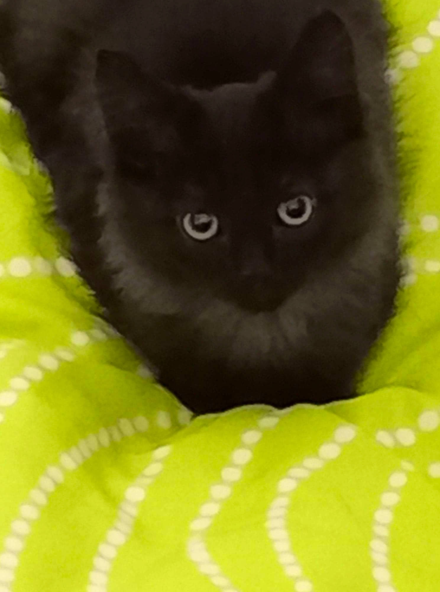 Vladimir