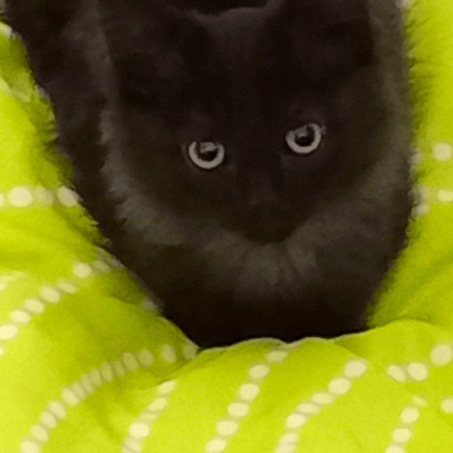 Vladimir