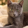 Blue participe au concours pour gagner de l'argent avec cette photo : cat, gray_cat, pet, animal, feline, portrait, closeup, golden_eyes, pointed_ears, whiskers, short_hair, lying_down, relaxed, blanket, cozy, indoor, home, soft_lighting, shallow_depth_of_field, photography