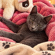 Blue a rejoint le concours — aidez-le/la à gagner de superbes lots ! cat, gray_cat, pet, animal, feline, indoors, cozy, blanket, pink_blanket, plush_toy, stuffed_animal, sheep_toy, bed, relaxed, lounging, yellow_eyes, whiskers, fur, warm_lighting, portrait