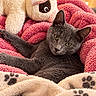 cat, gray_cat, pet, animal, feline, indoors, cozy, blanket, pink_blanket, plush_toy, stuffed_animal, sheep_toy, bed, relaxed, lounging, yellow_eyes, whiskers, fur, warm_lighting, portrait