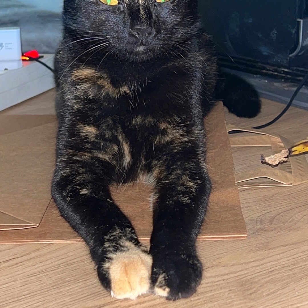 Nala a rejoint le concours — aidez-le/la à gagner de superbes lots ! animal, blackcat, cat, computer, computerhardware, desk, electronics, furniture, hardware, hardwood, kitten, laptop, manx, monitor, pc, pet, plywood, screen, table, wood