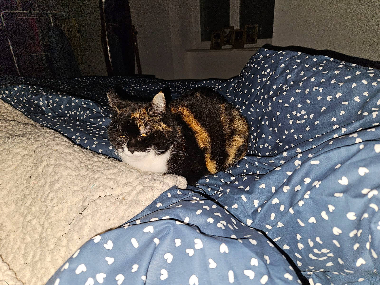 Gipsy a rejoint le concours — aidez-le/la à gagner de superbes lots ! bed, bed_sheet, bedding, bedroom, carnivore, cat, comfort, domestic_short_haired_cat, duvet, felidae, flooring, fur, linens, nap, pattern, room, small_to_medium_sized_cats, tail, textile, whiskers