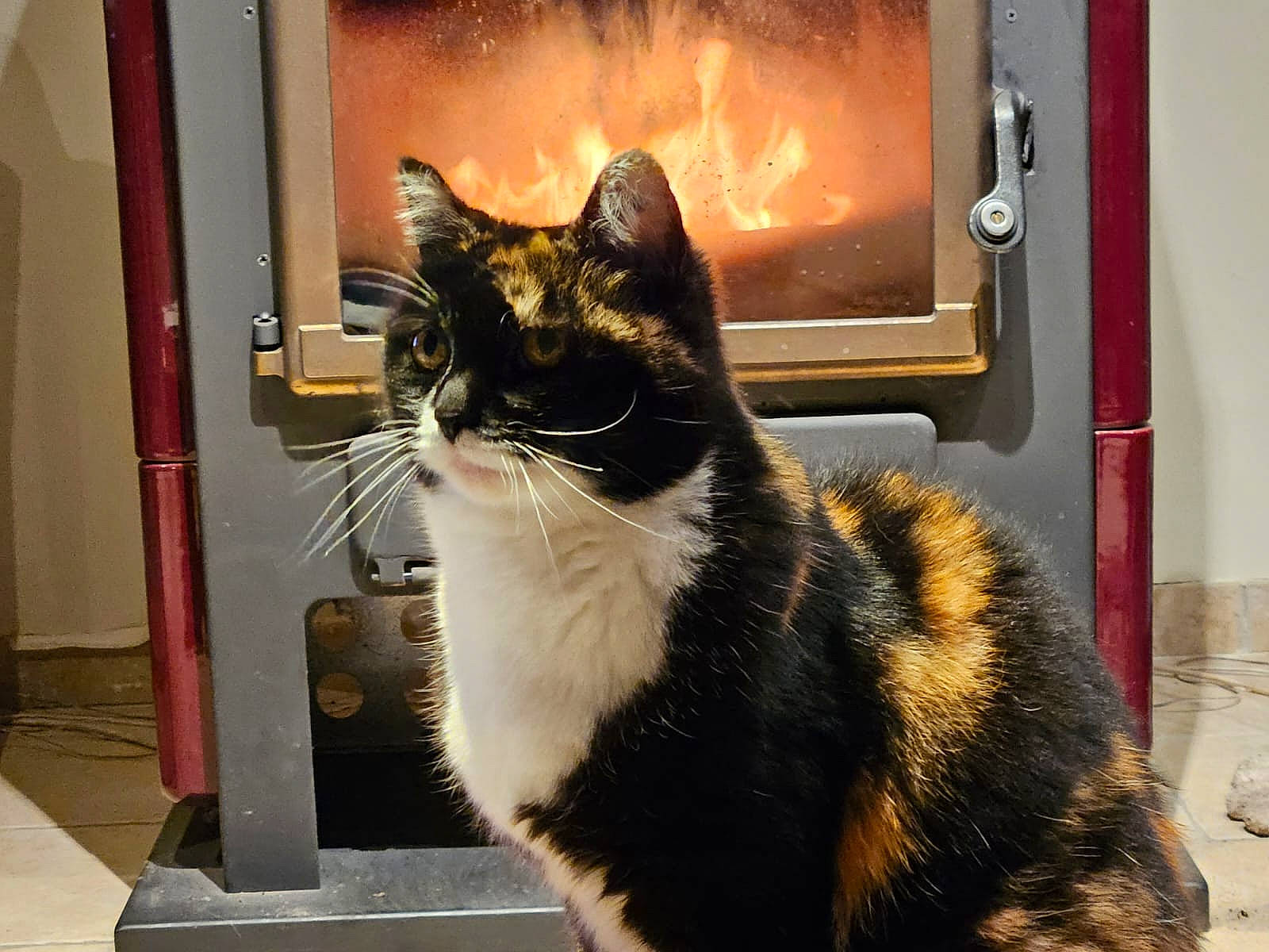 Gipsy a rejoint le concours — aidez-le/la à gagner de superbes lots ! automotive_lighting, carnivore, cat, domestic_short_haired_cat, door, eye, felidae, formal_wear, fur, gas, heat, paw, sitting, small_to_medium_sized_cats, snout, tail, terrestrial_animal, whiskers, window