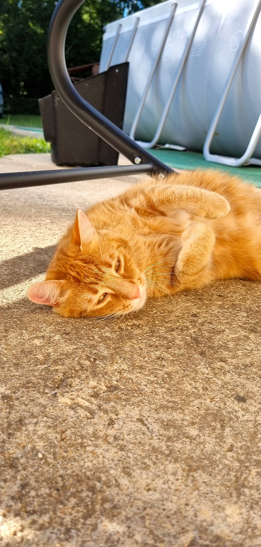 Simba participe au concours pour gagner de l'argent avec cette photo : asphalt, carnivore, cat, claw, comfort, domestic_short_haired_cat, fawn, felidae, flooring, fur, grass, human_leg, paw, road_surface, small_to_medium_sized_cats, snout, tail, whiskers, wildlife, wood