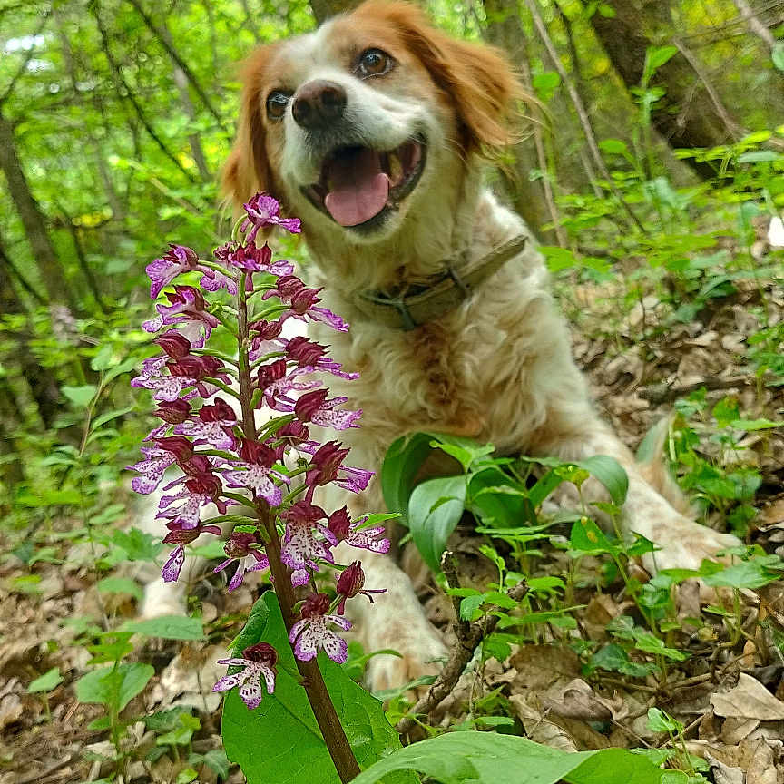 Joxxy participe au concours pour gagner de l'argent avec cette photo : animal, brown_and_white, canine, collar, dog, flora, flower, forest, greenery, ground, happy, leaves, nature, outdoors, plants, smiling, tongue_out, trees, wildflower, woodland