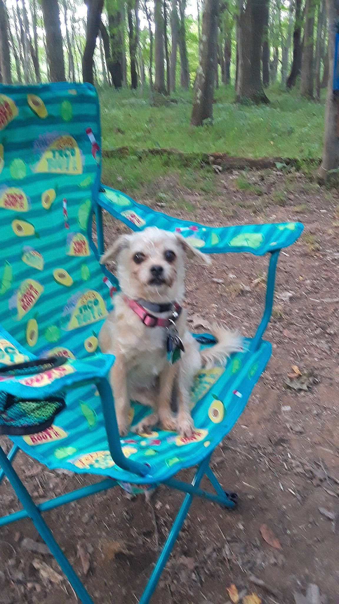 Bella is registered to the contest to win money with this photo: carnivore, chair, companion_dog, dog, dog_breed, dog_clothes, dog_supply, electric_blue, fashion_accessory, fawn, grass, leisure, outdoor_furniture, pet_supply, plant, recreation, sporting_group, toy_dog, tree, working_animal