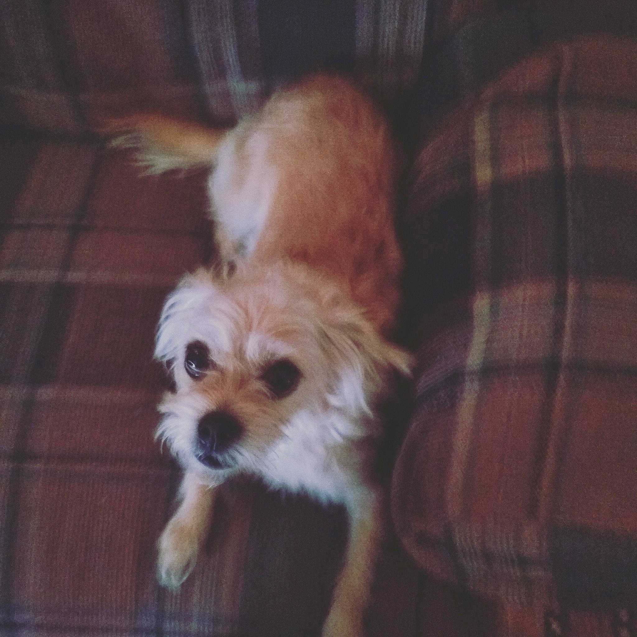 Bella joined the competition — help win amazing prizes! biewer_terrier, canidae, carnivore, companion_dog, dog, dog_breed, fawn, fur, hardwood, liver, mal_shi, plaid, small_terrier, snout, sporting_group, tartan, terrier, toy_dog, wood, working_animal