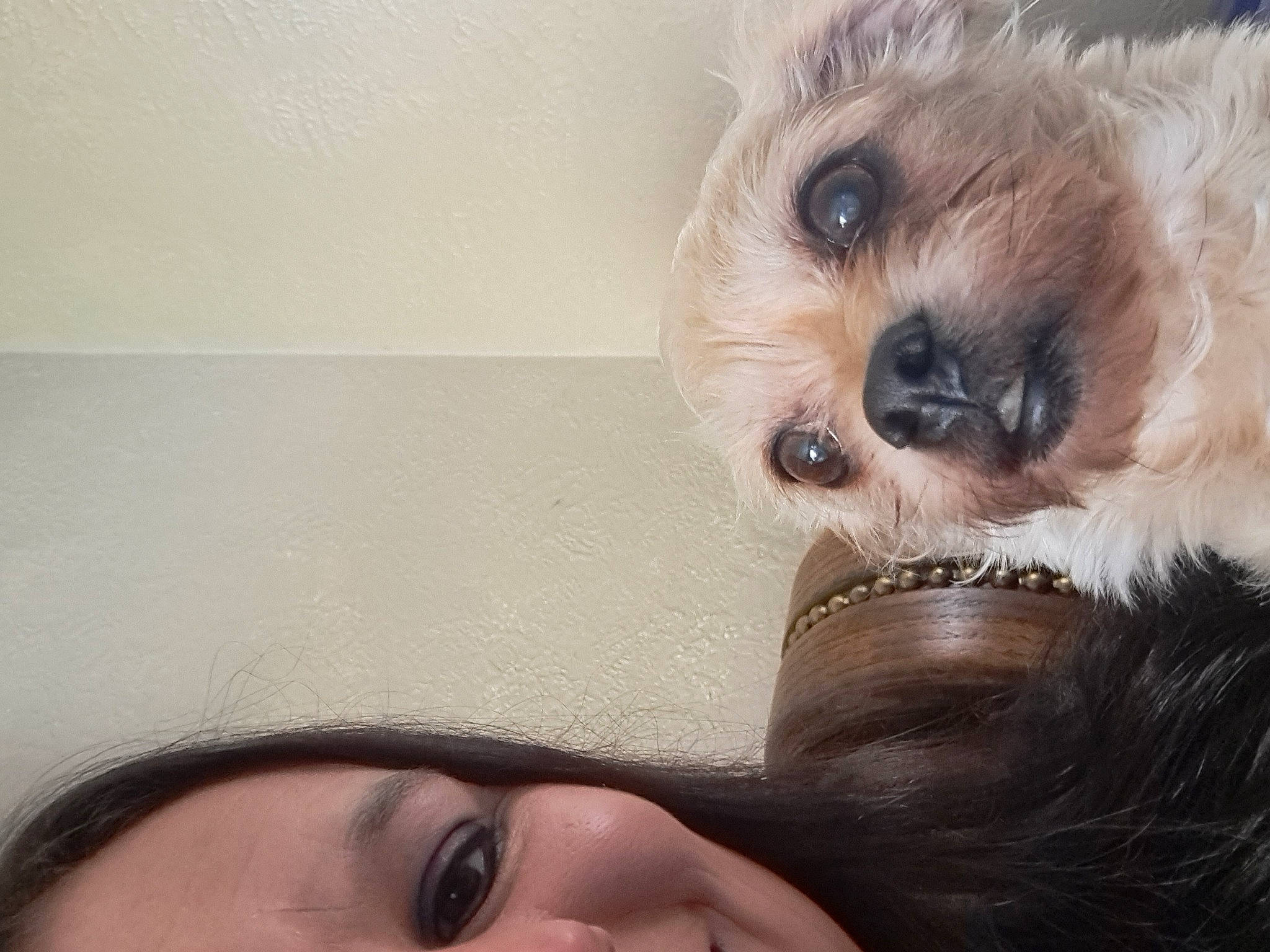 Bella is registered to the contest to win money with this photo: blond, carnivore, companion_dog, dog, dog_breed, ear, eye, eyebrow, eyelash, eyewear, gesture, happy, iris, nose, selfie, skin, small_terrier, terrier, toy_dog, working_animal