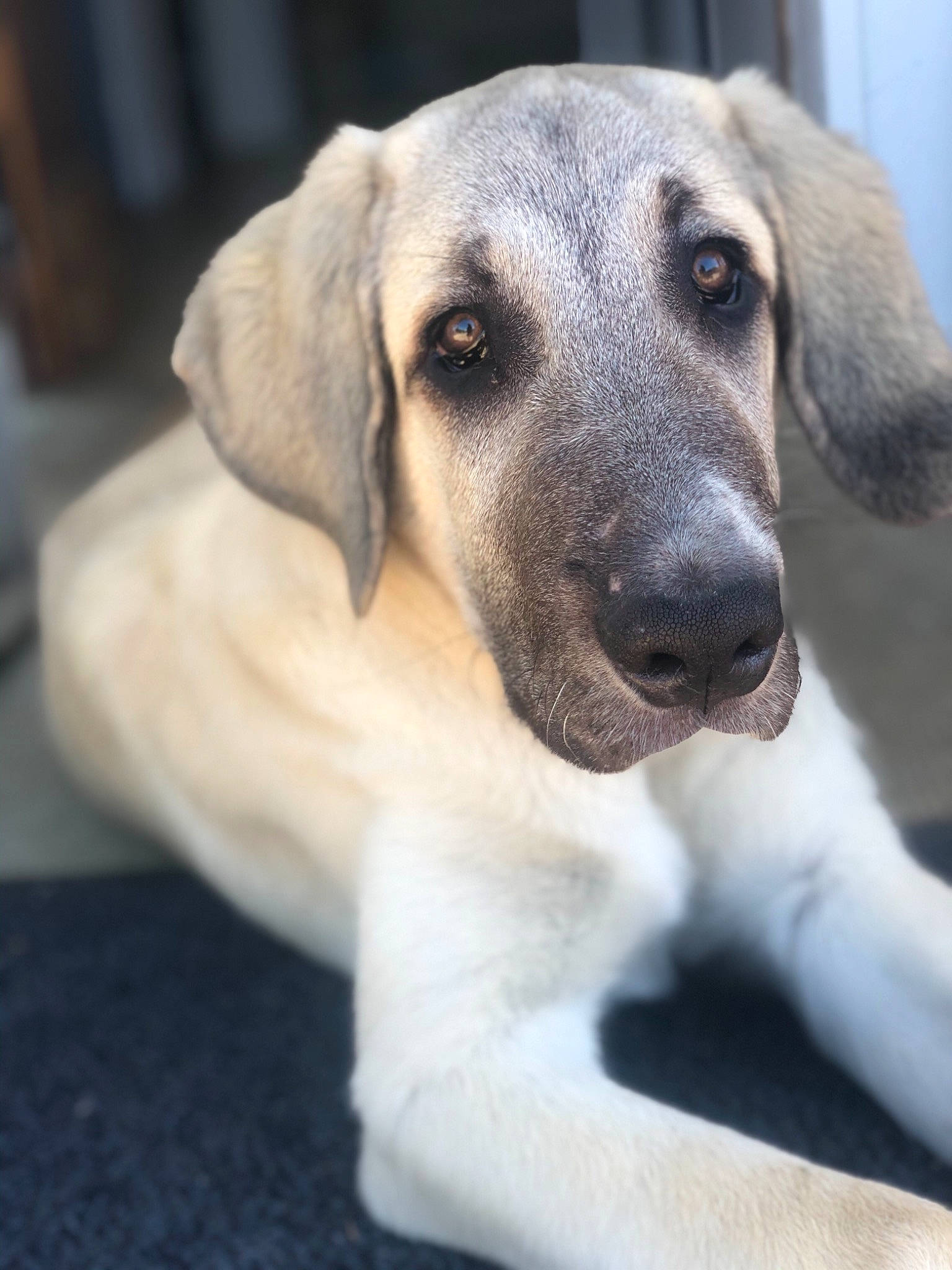 Nala a rejoint le concours — aidez-le/la à gagner de superbes lots ! anatolian_shepherd_dog, black_mouth_cur, canidae, carnivore, companion_dog, dog, dog_breed, fawn, kangal_dog, labrador_retriever, mammal, nose, puppy, rafeiro_do_alentejo, rare_breed_dog, snout, sporting_group, street_dog, vertebrate, whiskers