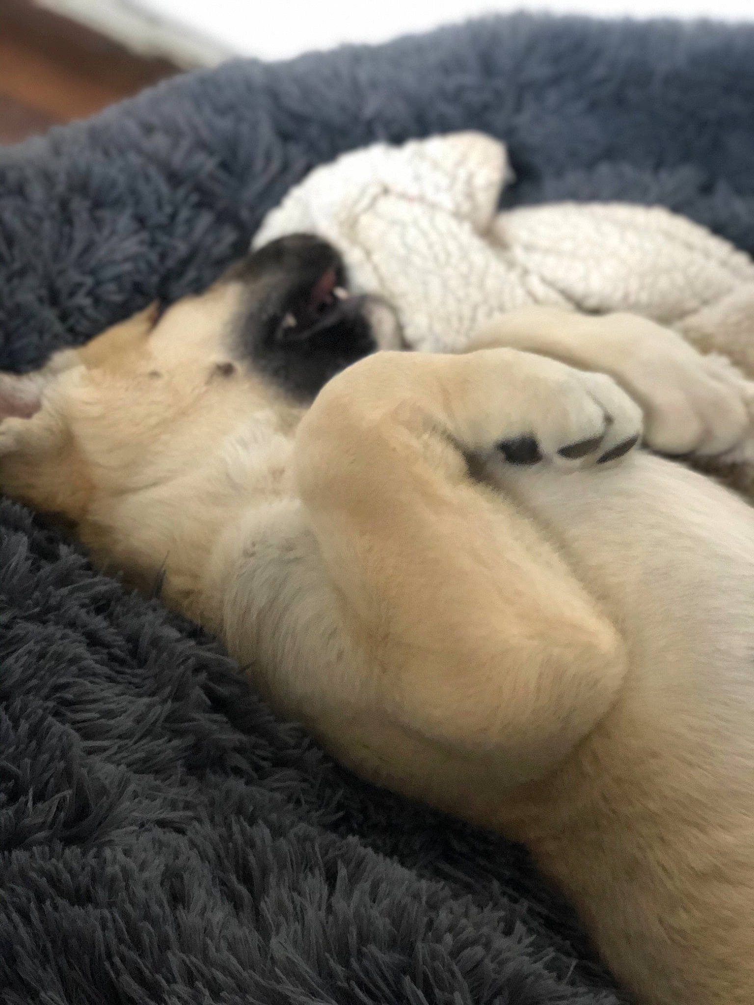 Nala a rejoint le concours — aidez-le/la à gagner de superbes lots ! canidae, carnivore, claw, dog_breed, fawn, fur, nap, paw, pug, puppy, sleep