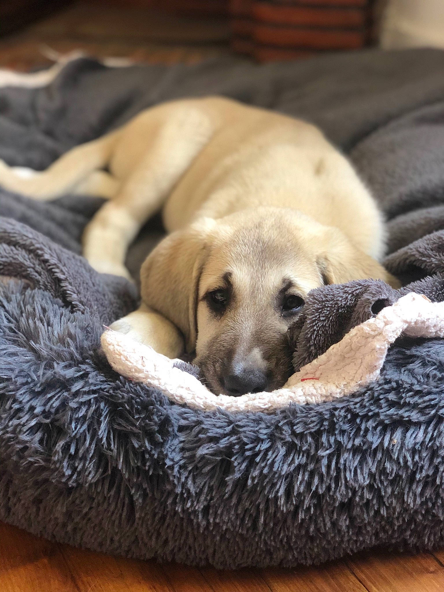 Nala participe au concours pour gagner de l'argent avec cette photo : beagador, black_mouth_cur, broholmer, canidae, carnivore, comfort, companion_dog, dog, dog_bed, dog_breed, fawn, labrador_retriever, mammal, nap, paw, puppy, snout, sporting_group, vertebrate, whiskers