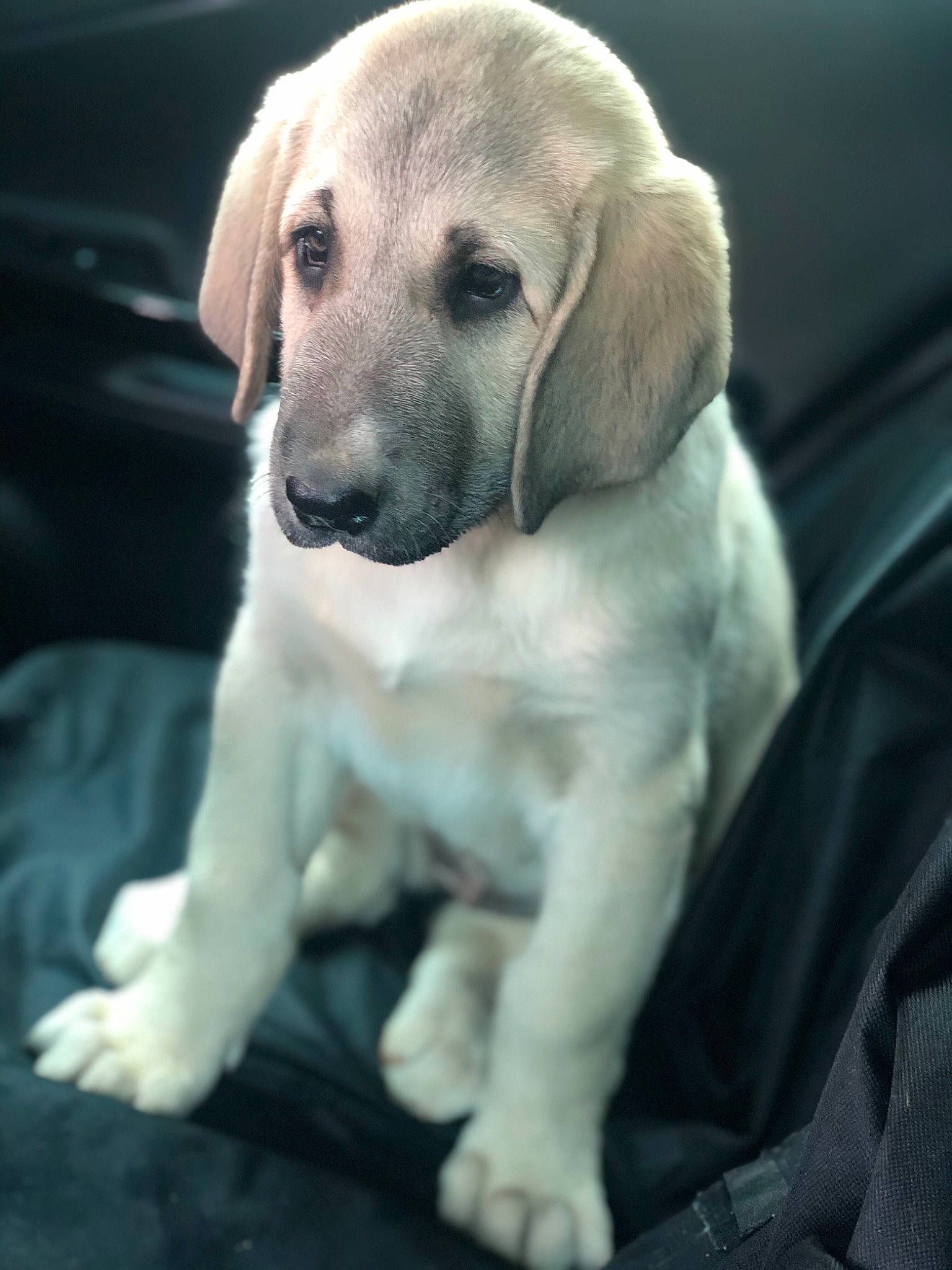 Nala a rejoint le concours — aidez-le/la à gagner de superbes lots ! anatolian_shepherd_dog, beagador, black_mouth_cur, canidae, carnivore, companion_dog, dog, dog_breed, fawn, kangal_dog, labrador_retriever, mammal, puppy, puppy_love, rare_breed_dog, retriever, snout, sporting_group, street_dog, vertebrate