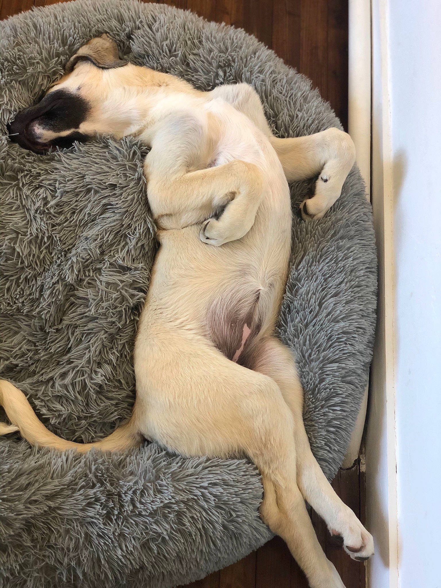 Nala participe au concours pour gagner de l'argent avec cette photo : canidae, carnivore, dog, dog_breed, fawn, lurcher, puppy, tail, whippet