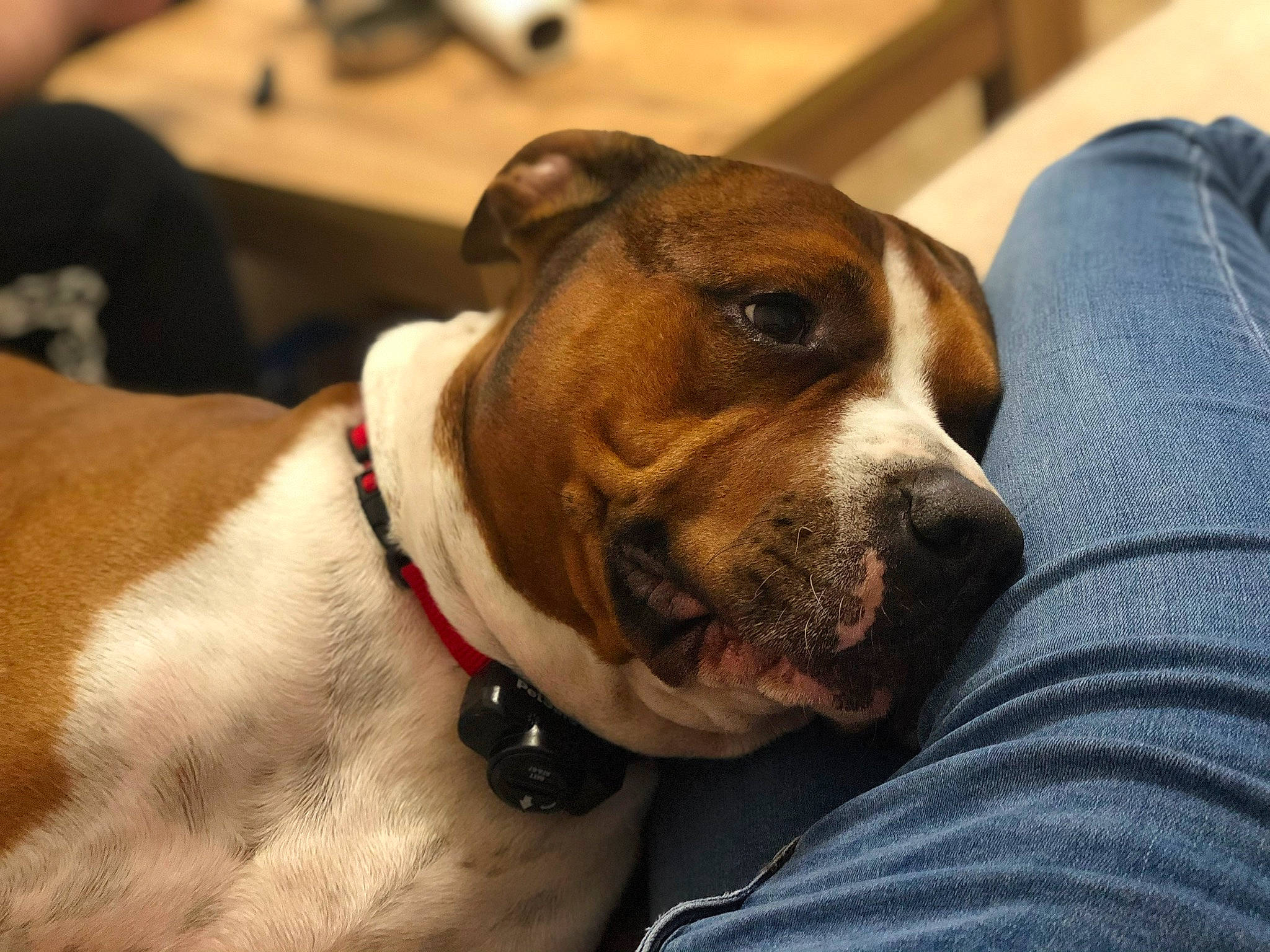 Simba a rejoint le concours — aidez-le/la à gagner de superbes lots ! american_pit_bull_terrier, american_staffordshire_terrier, canidae, carnivore, companion_dog, dog, dog_breed, ear, fawn, mammal, non_sporting_group, nose, pit_bull, rare_breed_dog, snout, sporting_group, staffordshire_bull_terrier, valley_bulldog, vertebrate, whiskers