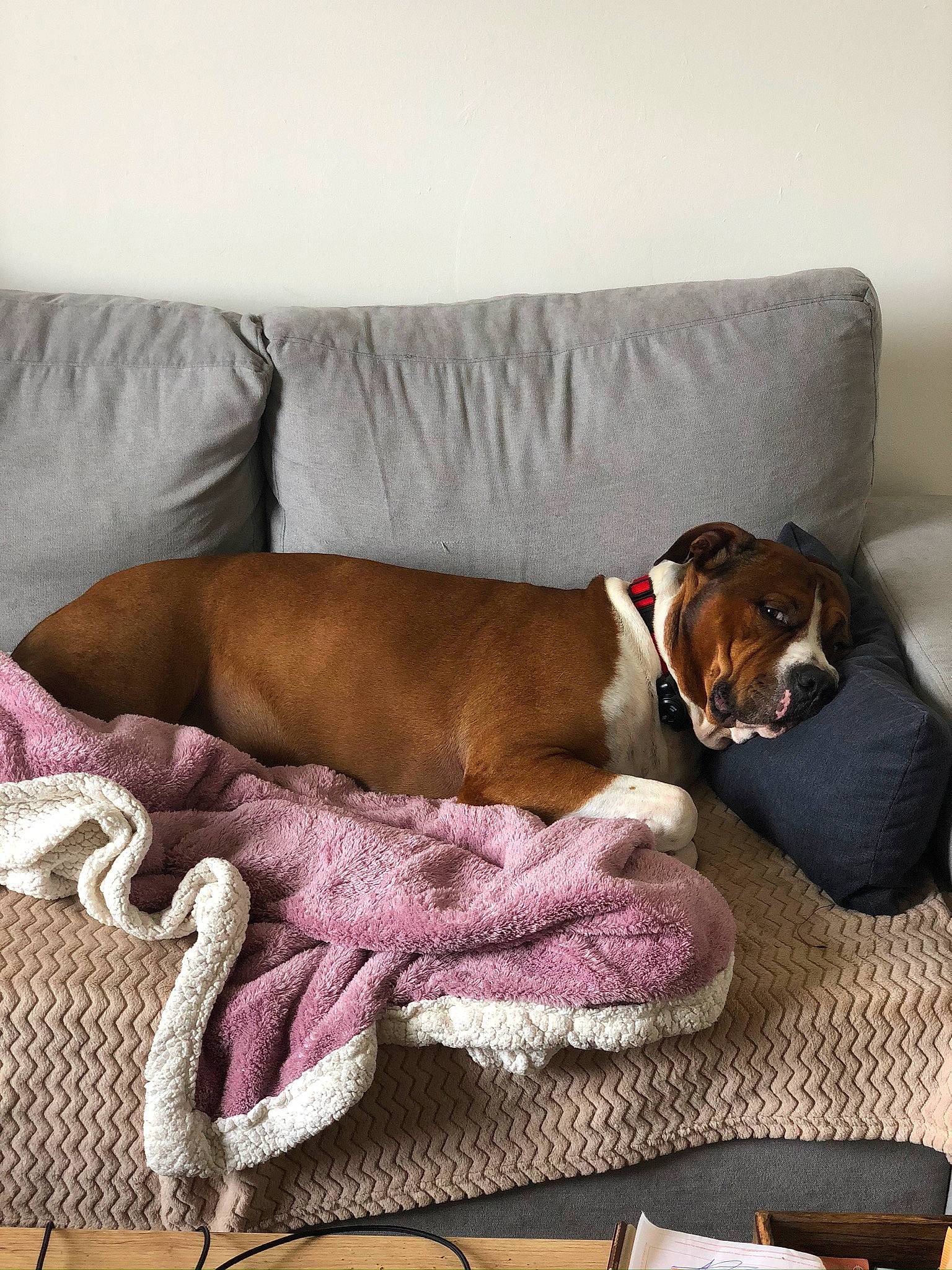 Simba a rejoint le concours — aidez-le/la à gagner de superbes lots ! bed, boxer, canidae, carnivore, comfort, companion_dog, couch, dog, dog_bed, dog_breed, fawn, furniture, nap, puppy, sporting_group