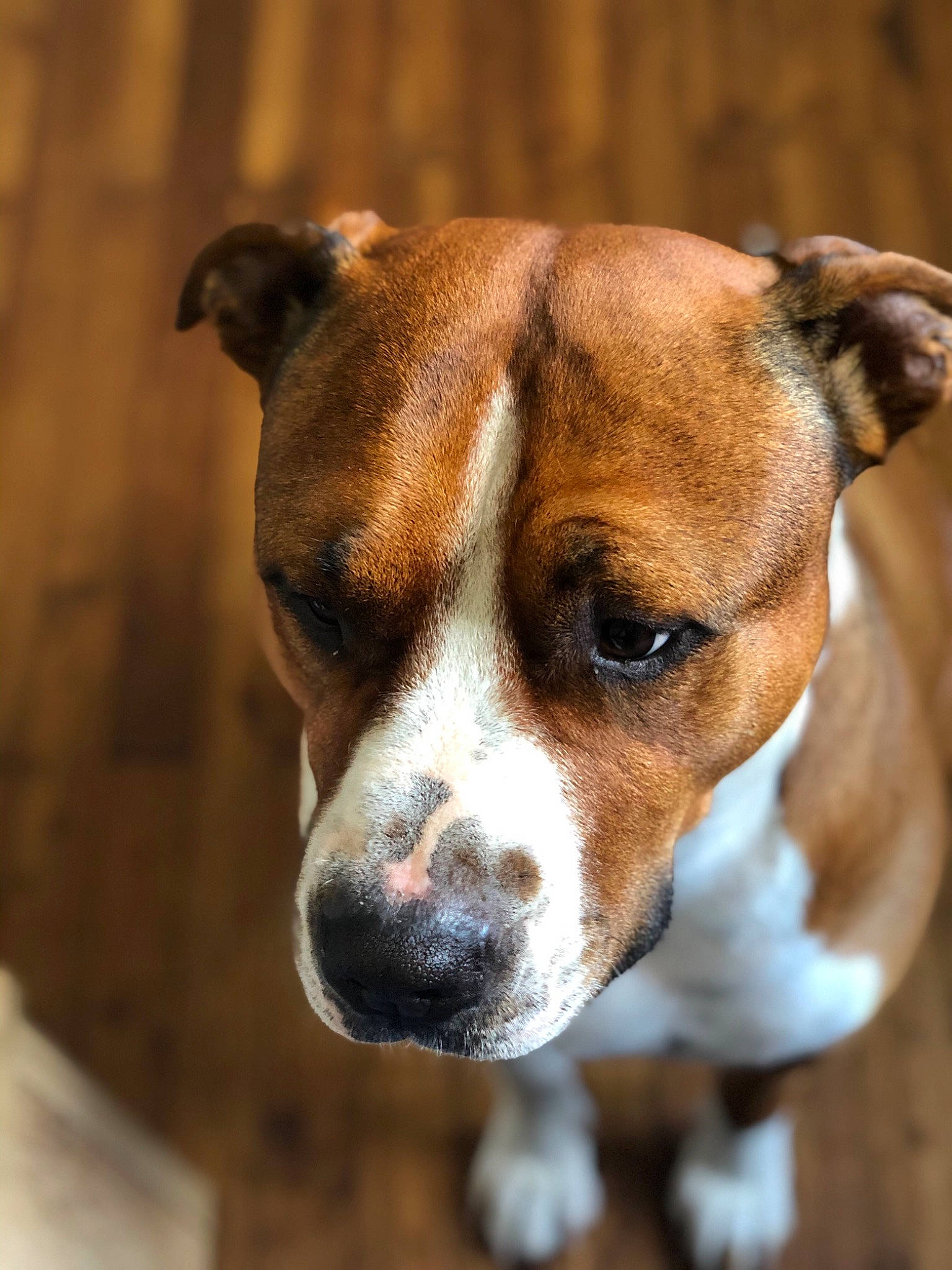 Simba a rejoint le concours — aidez-le/la à gagner de superbes lots ! american_staffordshire_terrier, austrian_pinscher, canidae, carnivore, companion_dog, dog, dog_breed, ear, fawn, mammal, non_sporting_group, nose, puppy, rare_breed_dog, snout, sporting_group, vertebrate, whiskers