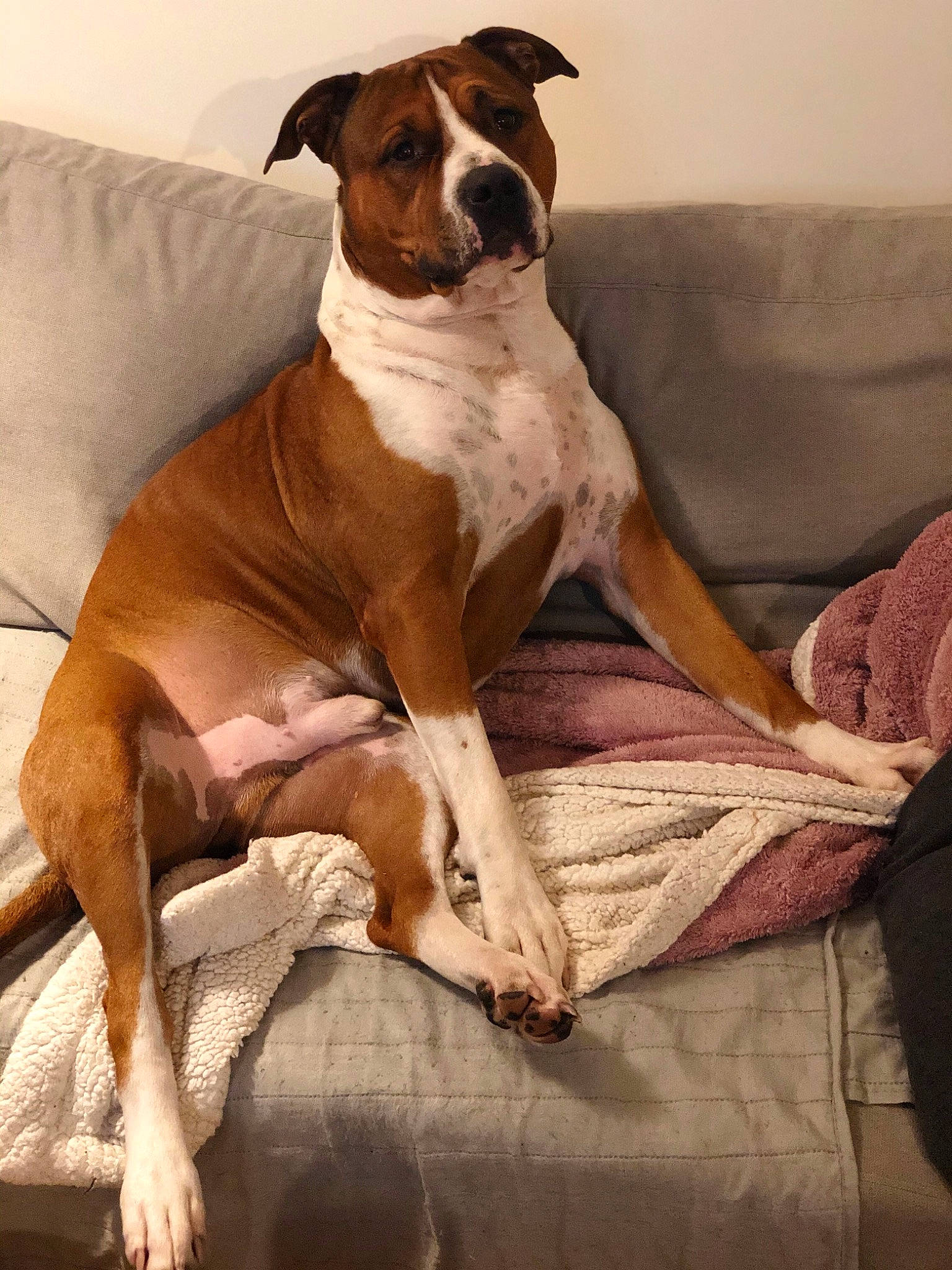 Simba participe au concours pour gagner de l'argent avec cette photo : american_bulldog, american_pit_bull_terrier, american_staffordshire_terrier, canidae, carnivore, companion_dog, dog, dog_breed, fawn, mammal, non_sporting_group, rare_breed_dog, snout, sporting_group, valley_bulldog, vertebrate