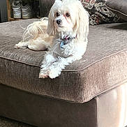 Baby is registered to the contest to win money with this photo: dog, small_dog, white_dog, long_hair, fluffy, sofa, couch, cushion, decorative_pillow, carpet, living_room, indoor, pet, collar, id_tag, paws, portrait, relaxed, home, shoes_shelf