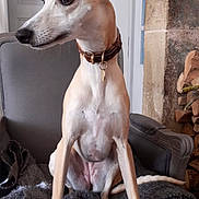 Romy a rejoint le concours — aidez-le/la à gagner de superbes lots ! dog, hound, whippet, portrait, sitting, indoors, armchair, blanket, collar, leash, long_legs, slender, short_fur, tan_and_white, side_profile, alert, pet, home, fireplace, cozy
