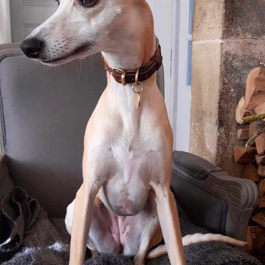 Romy a rejoint le concours — aidez-le/la à gagner de superbes lots ! dog, hound, whippet, portrait, sitting, indoors, armchair, blanket, collar, leash, long_legs, slender, short_fur, tan_and_white, side_profile, alert, pet, home, fireplace, cozy