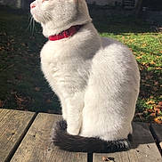 Narnia participe au concours pour gagner de l'argent avec cette photo : cat, white_cat, red_collar, outdoor, sunlight, wooden_planks, grass, garden, autumn_leaves, pet, animal, feline, sitting, peaceful, nature, daylight, close_eyes, relaxed, fur, tail