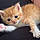Alby