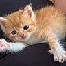 animal, blue_eyes, cat, claws, close_up, curious, cute, feline, fur, indoor, kitten, lying_down, orange_cat, pet, playful, soft_light, stretching, whiskers, white_paw, young_cat