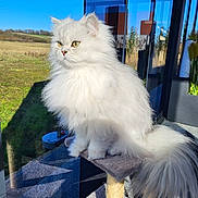 Flocon participe au concours pour gagner de l'argent avec cette photo : cat, fluffy, white, pet, indoor, cat_tree, sunlight, window, reflection, outdoor, grass, blue_sky, animal, feline, long_hair, yellow_eyes, domestic_cat, portrait, sitting, calm