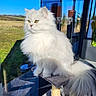 cat, fluffy, white, pet, indoor, cat_tree, sunlight, window, reflection, outdoor, grass, blue_sky, animal, feline, long_hair, yellow_eyes, domestic_cat, portrait, sitting, calm