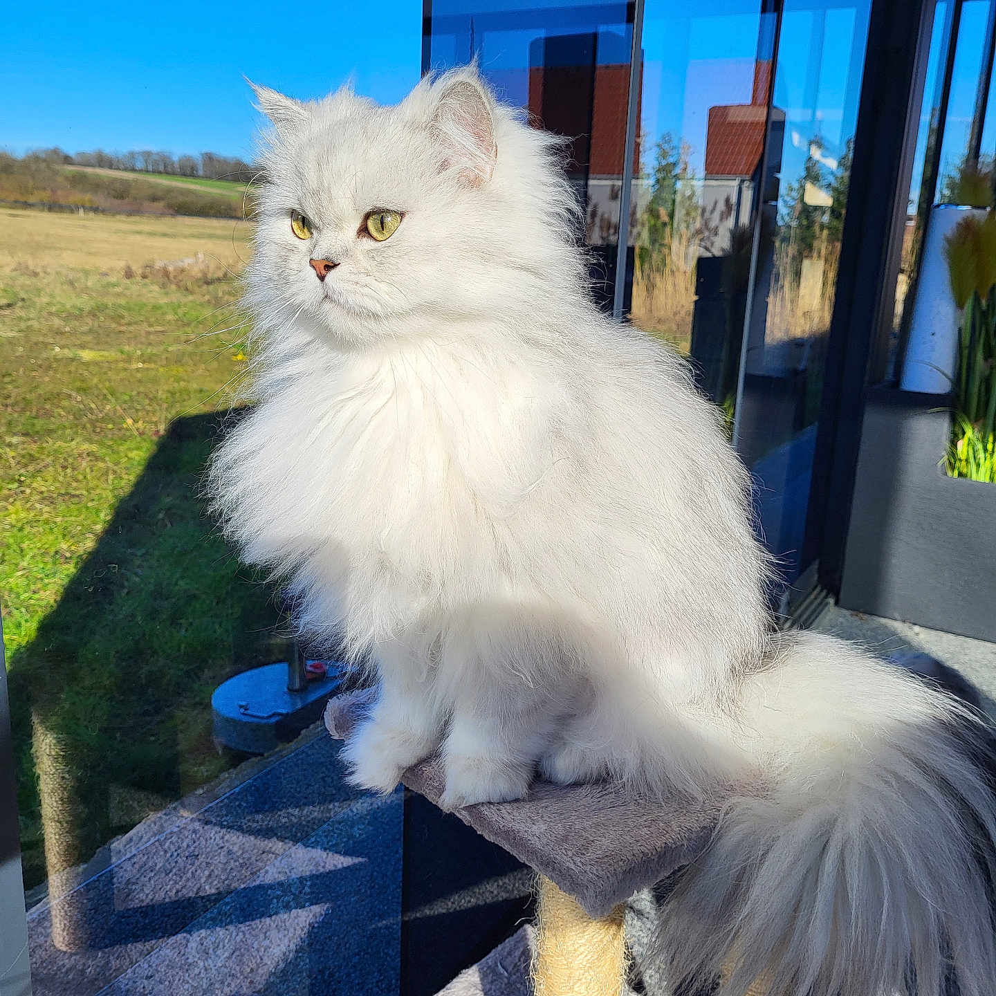Flocon participe au concours pour gagner de l'argent avec cette photo : cat, fluffy, white, pet, indoor, cat_tree, sunlight, window, reflection, outdoor, grass, blue_sky, animal, feline, long_hair, yellow_eyes, domestic_cat, portrait, sitting, calm
