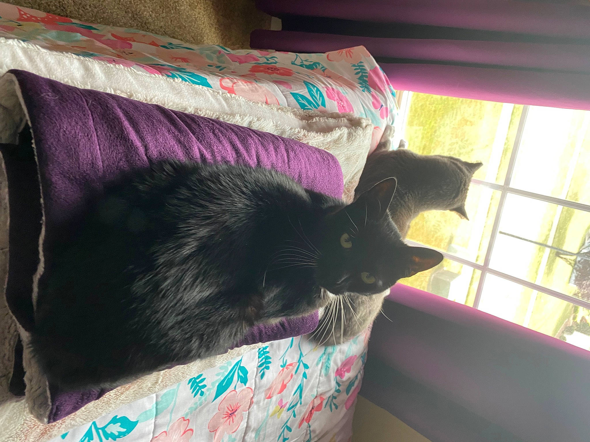 Alfred is registered to the contest to win money with this photo: black_cat, carnivore, cat, comfort, couch, domestic_short_haired_cat, felidae, fur, linens, magenta, plant, purple, room, small_to_medium_sized_cats, tail, textile, tints_and_shades, whiskers, window, wood