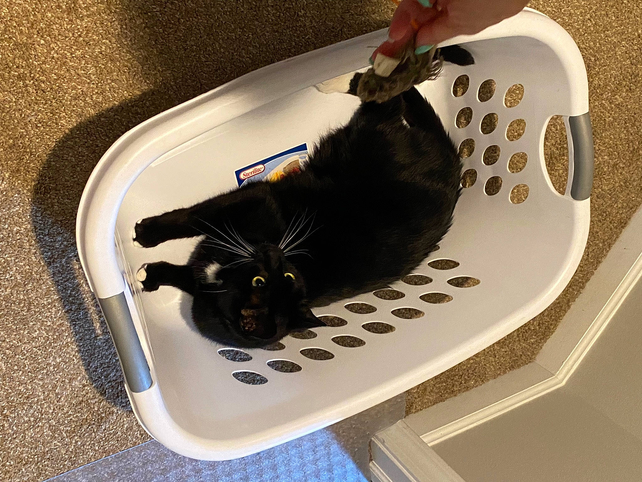 Alfred joined the competition — help win amazing prizes! automotive_design, automotive_tire, bag, black_cat, bombay, carnivore, cat, comfort, domestic_short_haired_cat, felidae, fender, fur, household_supply, pet_supply, plumbing, plumbing_fixture, room, small_to_medium_sized_cats, tail, whiskers