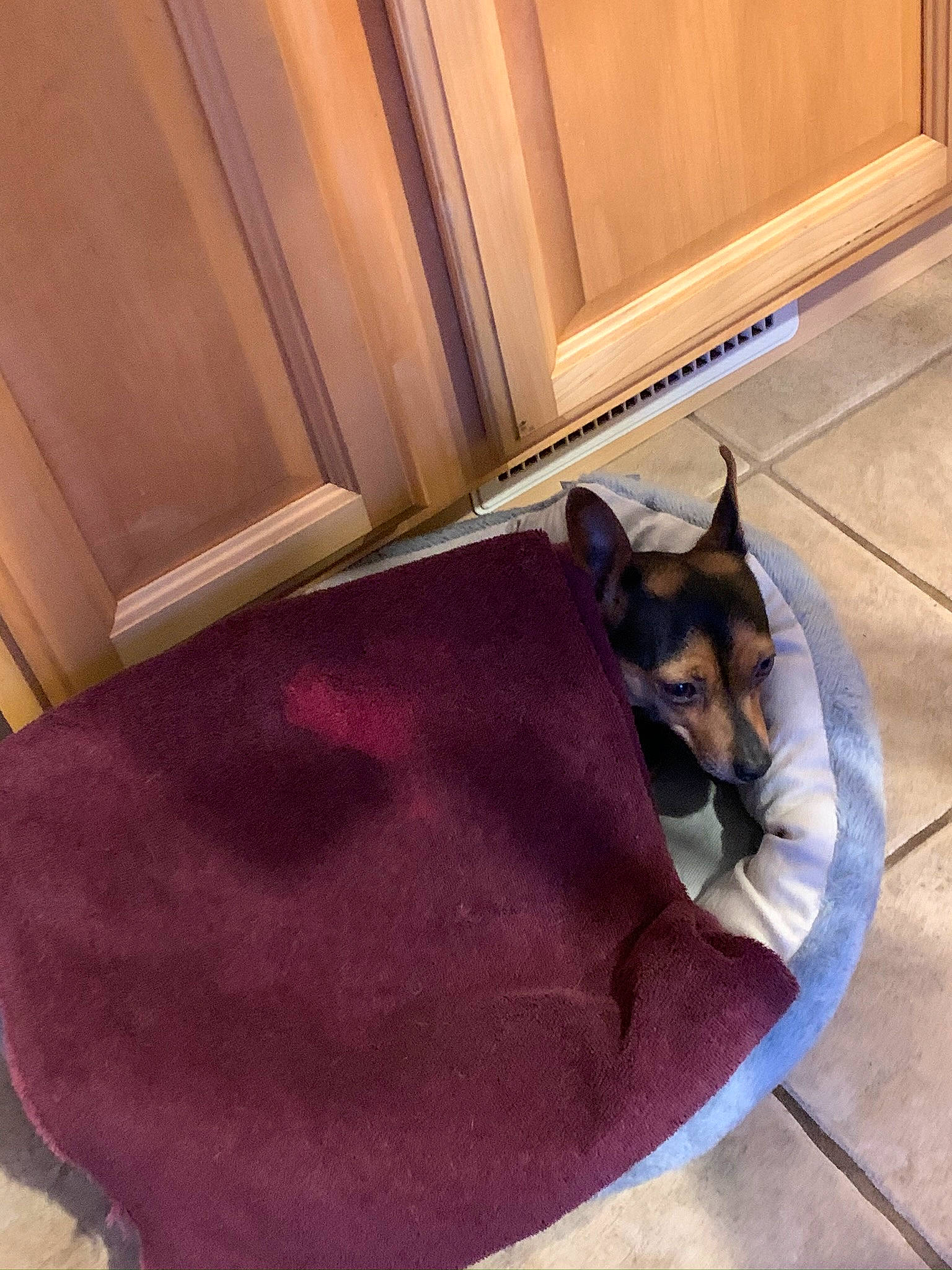 Gigi joined the competition — help win amazing prizes! canidae, carnivore, cat, dog, dog_breed, floor, flooring, guard_dog, miniature_pinscher, purple, tail