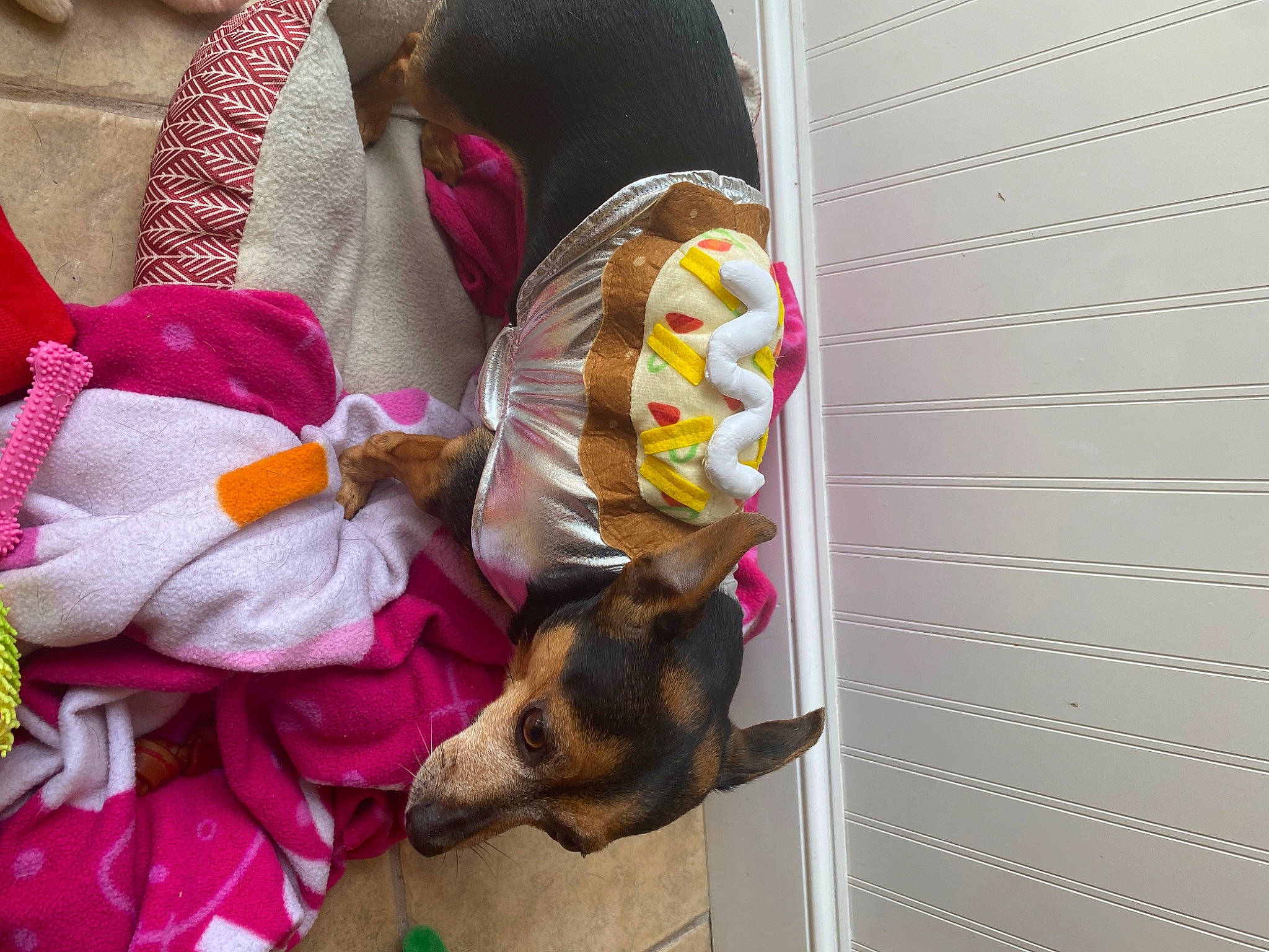 Gigi joined the competition — help win amazing prizes! blanket, canidae, carnivore, comfort, companion_dog, dog, dog_breed, dog_supply, fur, guard_dog, linens, magenta, pattern, paw, pet_supply, purple, room, sporting_group