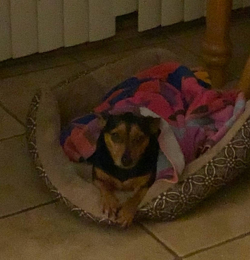 Gigi is registered to the contest to win money with this photo: canidae, carnivore, companion_dog, dachshund, dog, dog_bed, dog_breed, dog_supply, floor, flooring, puppy