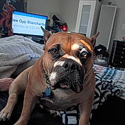 Mya joined the competition — help win amazing prizes! dog, pet, close_up, portrait, indoor, blanket, bed, collar, dog_tag, paw, brown_fur, wrinkled_face, television, screen, cabinet, nightstand, decor, sunlight, eyes, nose