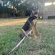 Rhea joined the competition — help win amazing prizes! animal, black, brown, canine, collar, daylight, dog, gazebo, grass, happy, leash, nature, outdoor, park, pet, residential_building, sitting, sunlight, trees, yard