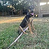 animal, black, brown, canine, collar, daylight, dog, gazebo, grass, happy, leash, nature, outdoor, park, pet, residential_building, sitting, sunlight, trees, yard