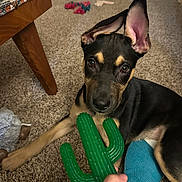 Rhea is registered to the contest to win money with this photo: puppy, dog, toy, green, cactus, carpet, ear, pet, indoor, floor, hand, sock, blue, brown, black, tan, furniture, curious, animal, cute