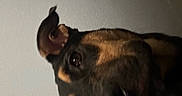 Rhea is registered to the contest to win money with this photo: animal, black, brown, canine, ceiling_fan, closeup, companion, curious, dog, domestic, ears, ears_up, expression, face, household, indoor, looking, pet, portrait, wall