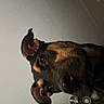 animal, black, brown, canine, ceiling_fan, closeup, companion, curious, dog, domestic, ears, ears_up, expression, face, household, indoor, looking, pet, portrait, wall