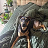 Rhea joined the competition — help win amazing prizes! bed, bedspread, blanket, canine, comfort, cozy, dog, ears, eyes, fur, furniture, green, headboard, indoor, paw, pet, plant, relaxation, resting, room