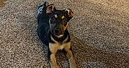 Rhea is registered to the contest to win money with this photo: puppy, dog, carpet, indoor, pet_bed, furniture, curious, ears_up, black_and_tan, lying_down, home, floor, cute, animal, young_dog, carpet_texture, pet, relaxed, domestic, cozy