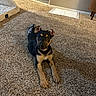 puppy, dog, carpet, indoor, pet_bed, furniture, curious, ears_up, black_and_tan, lying_down, home, floor, cute, animal, young_dog, carpet_texture, pet, relaxed, domestic, cozy