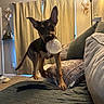 Rhea joined the competition — help win amazing prizes! blanket, carpet, couch, curtains, decor, dog, door, ears_up, furniture, home, indoor, lamp, light, living_room, pet, pillows, playful, purse, toy, wall