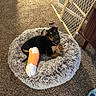 Rhea is registered to the contest to win money with this photo: puppy, dog, cast, injury, pet_bed, fluffy_bed, carpet, indoor, baby_gate, furniture, brown, black, tan, resting, curious, ears, cozy, home, floor, animal