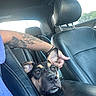 arm, black_dog, brown_dog, car_interior, casual, close_up, companionship, daylight, dog, ears, human_hand, leather_seat, looking_up, petting, seat_headrest, side_window, tattoo, travel, vehicle, window
