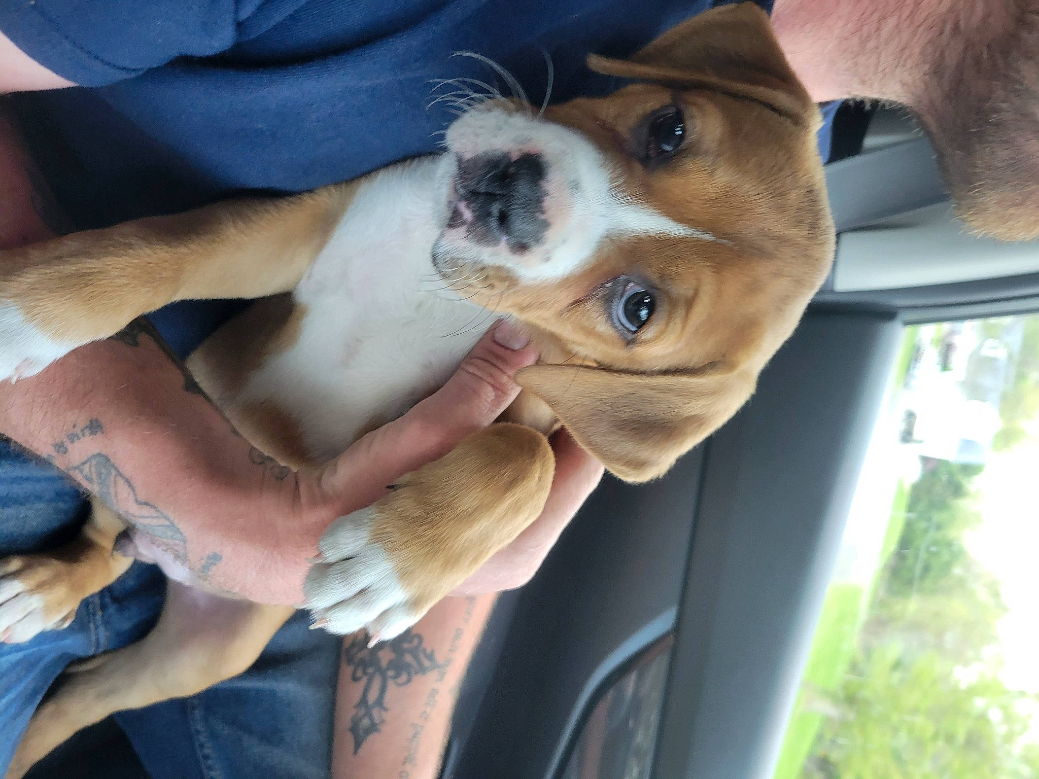 Rebel is registered to the contest to win money with this photo: canidae, car, carnivore, collar, companion_dog, dog, dog_breed, door, fawn, gesture, hound, non_sporting_group, scent_hound, selfie, sporting_group, vehicle, vehicle_door, whiskers, working_animal